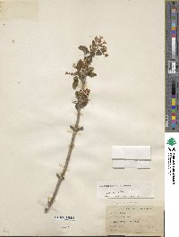 Viburnum farreri image