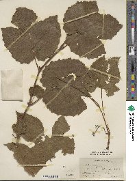 Vitis amurensis image