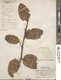 Coriaria nepalensis image