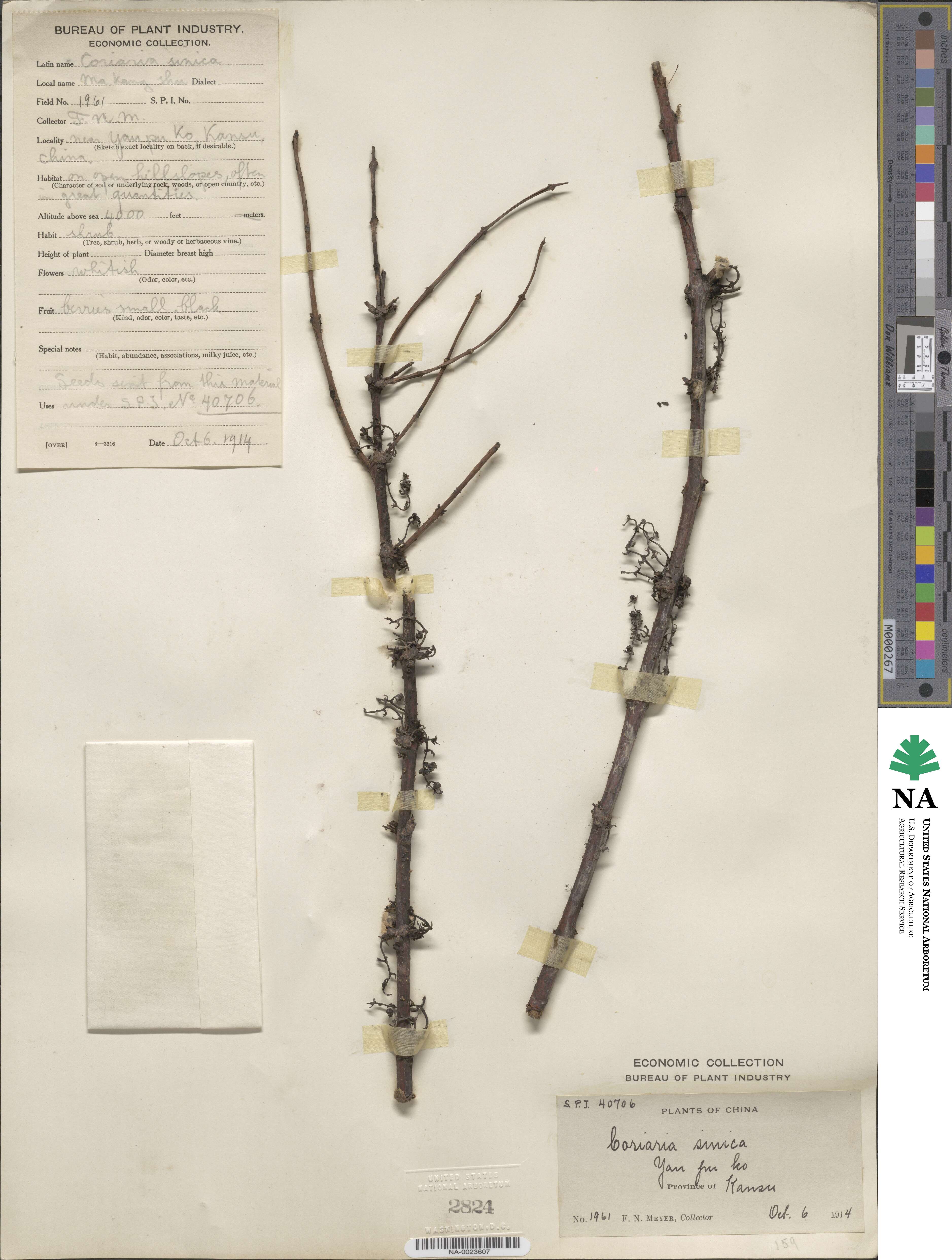 Coriaria nepalensis image