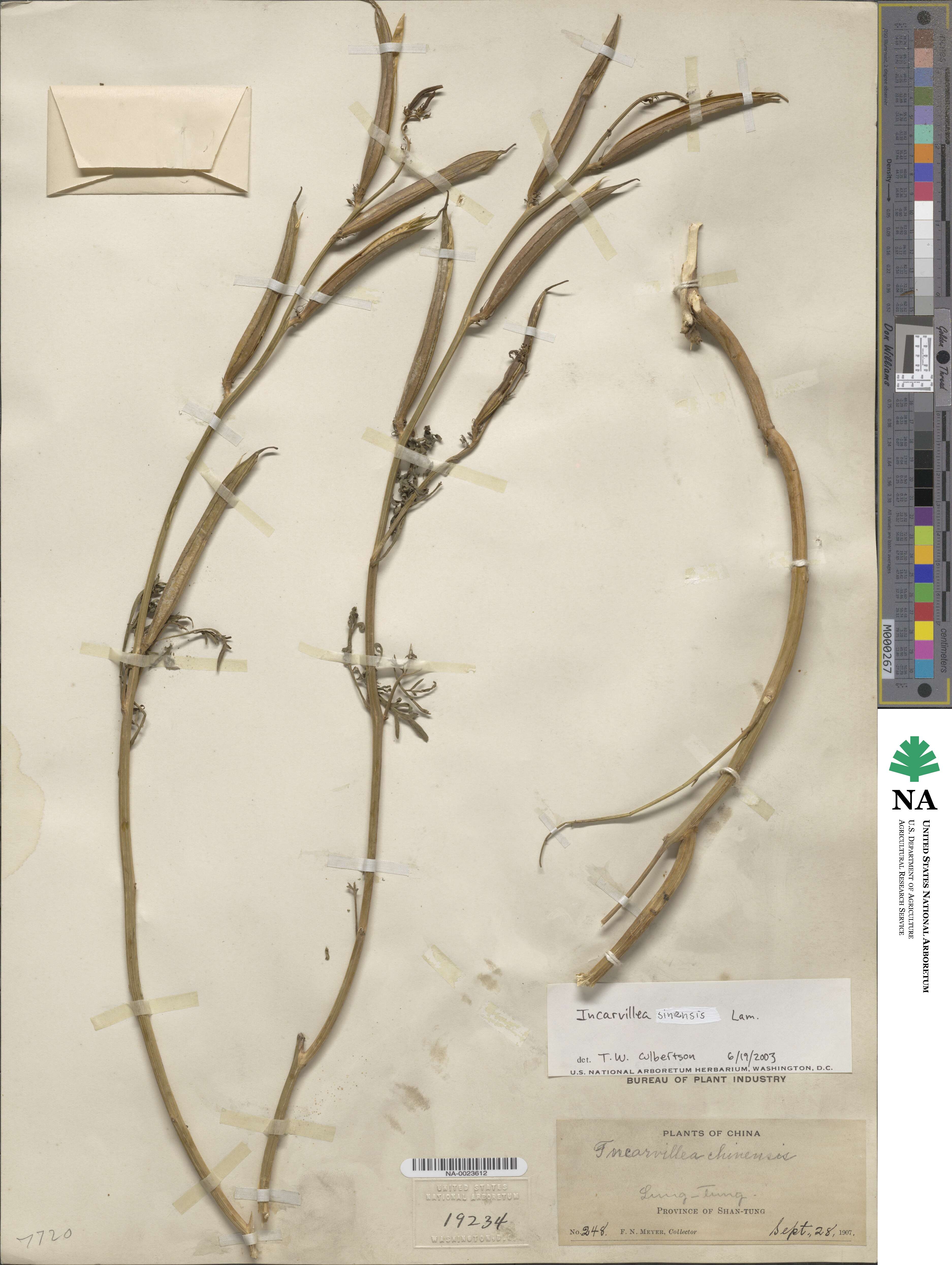 Campsis grandiflora image