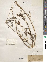 Onobrychis viciifolia image