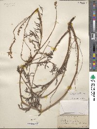 Onobrychis viciifolia image