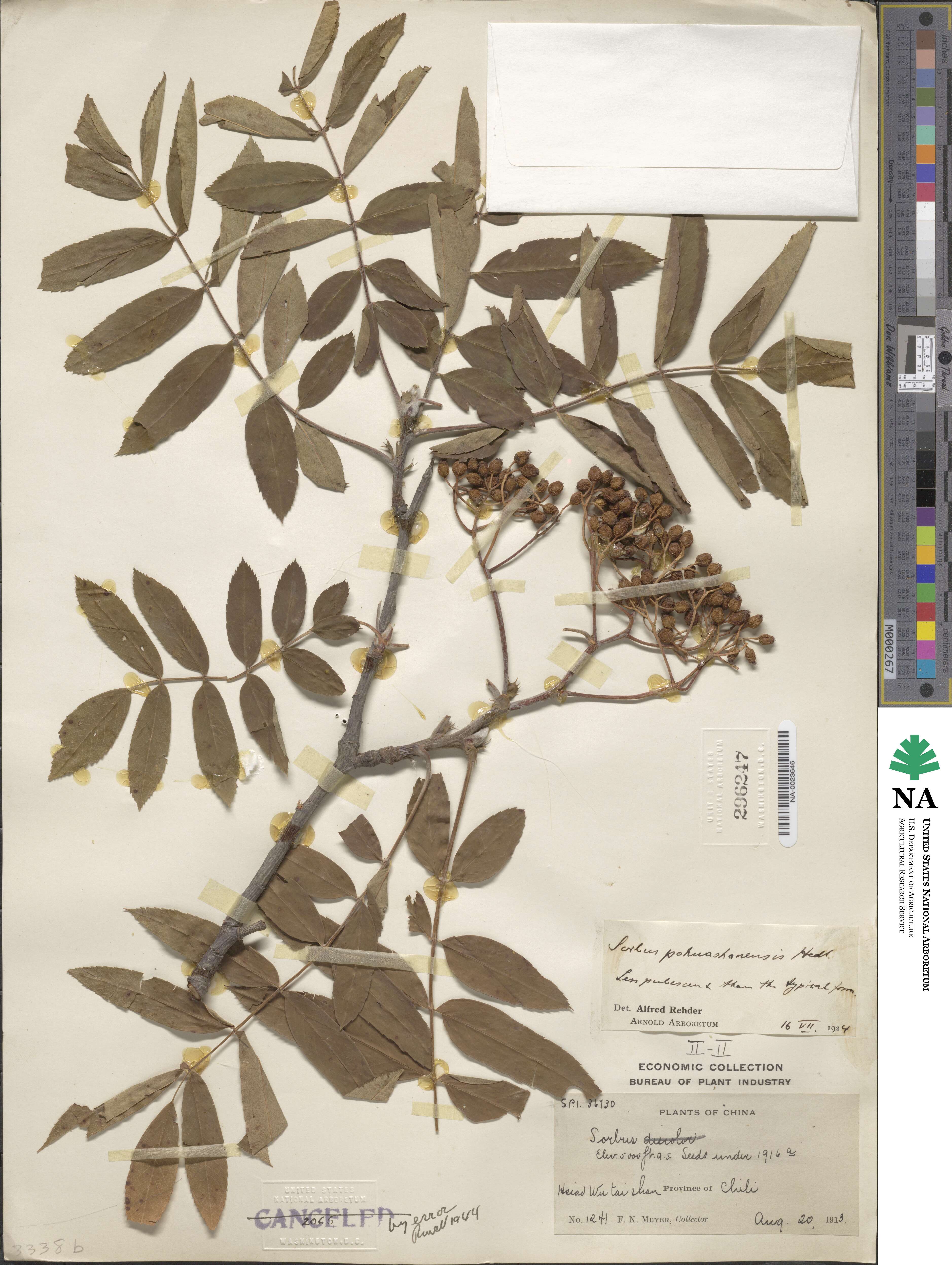 Sorbus aucuparia subsp. pohuashanensis image