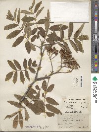 Sorbus aucuparia image