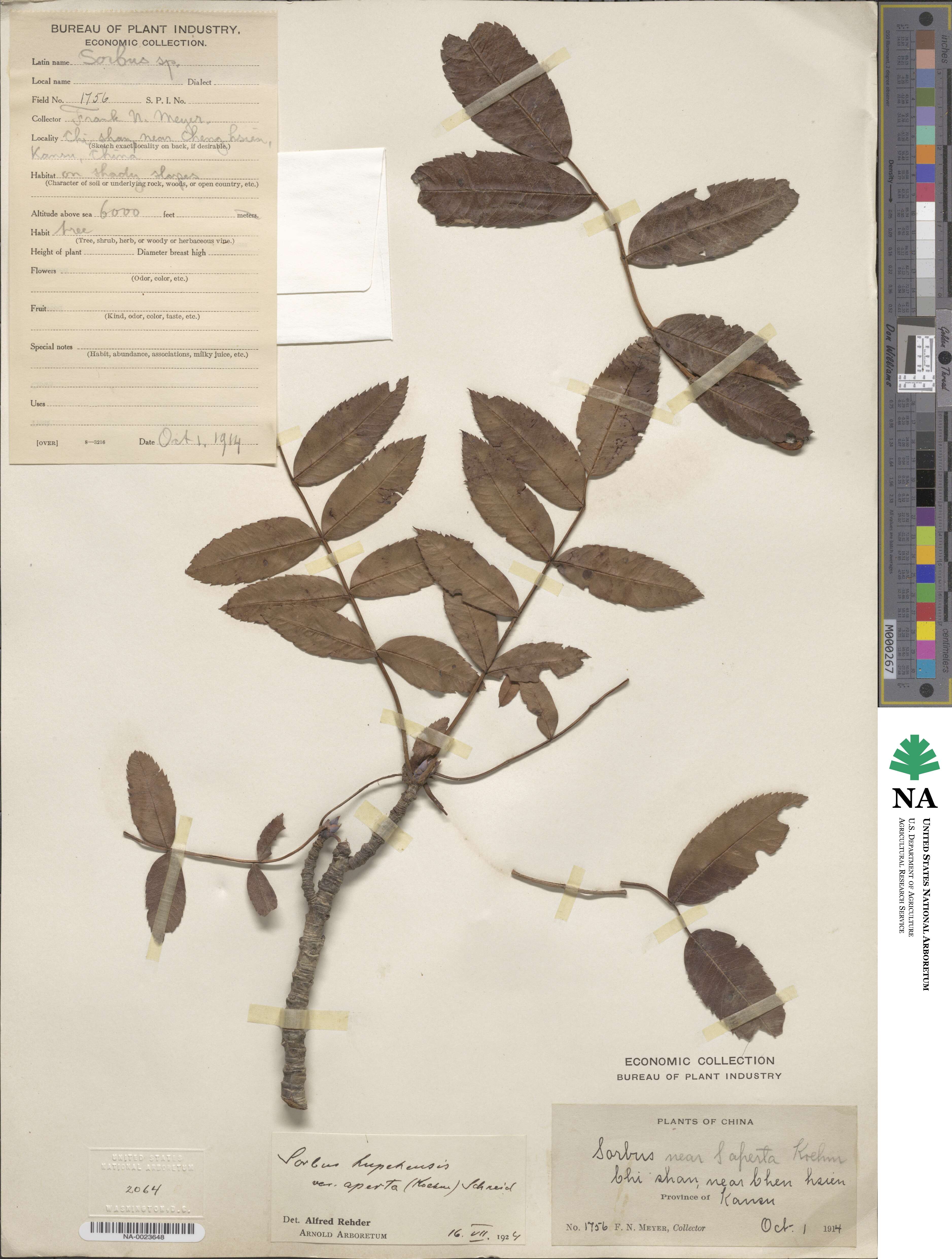 Sorbus hupehensis image