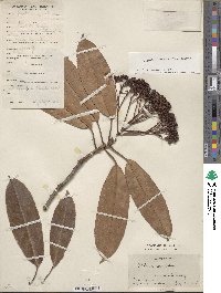 Photinia serratifolia image