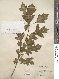 Crataegus pinnatifida image