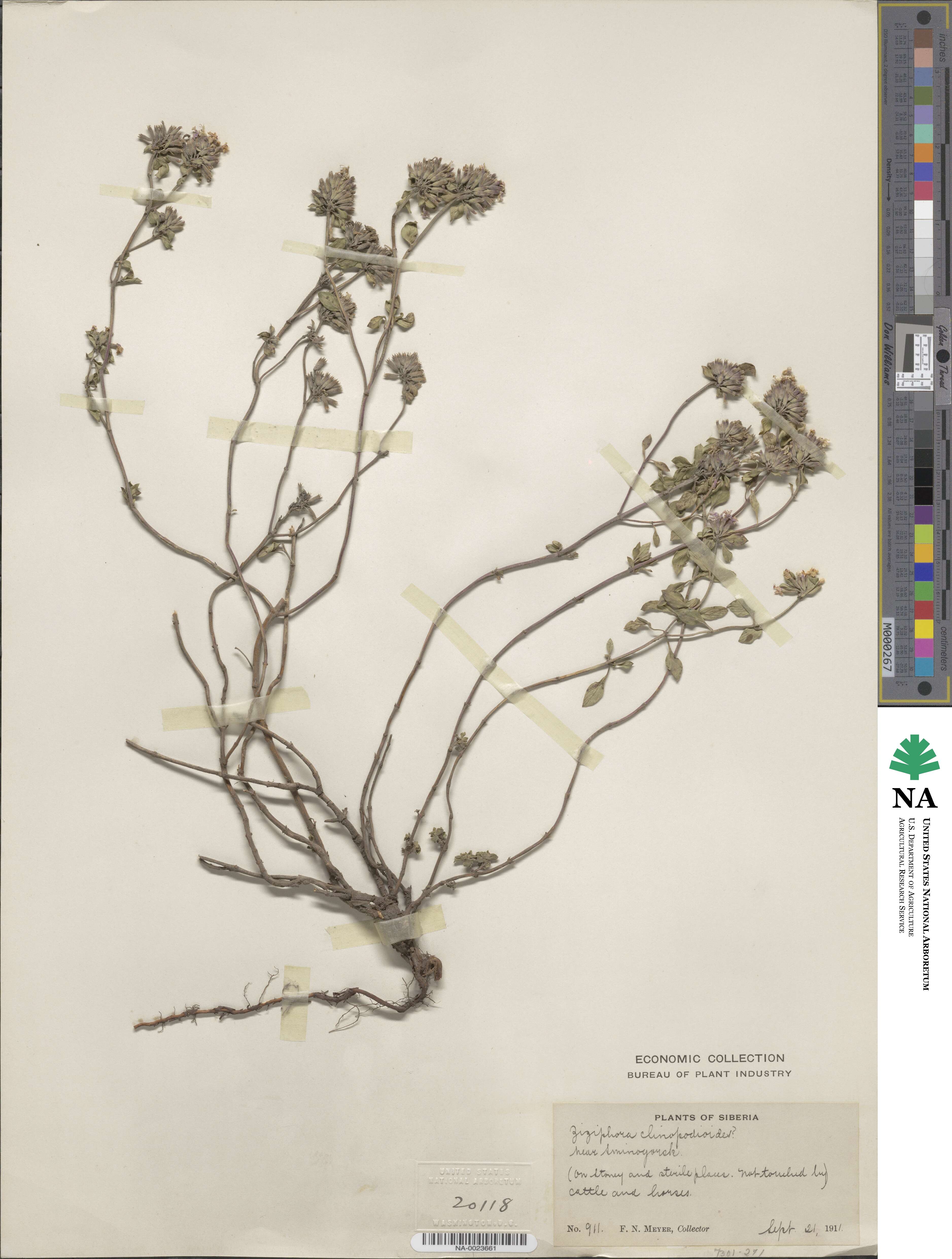 Ziziphora clinopodioides image