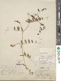 Vicia japonica image