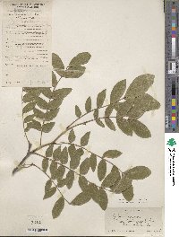 Gleditsia sinensis image