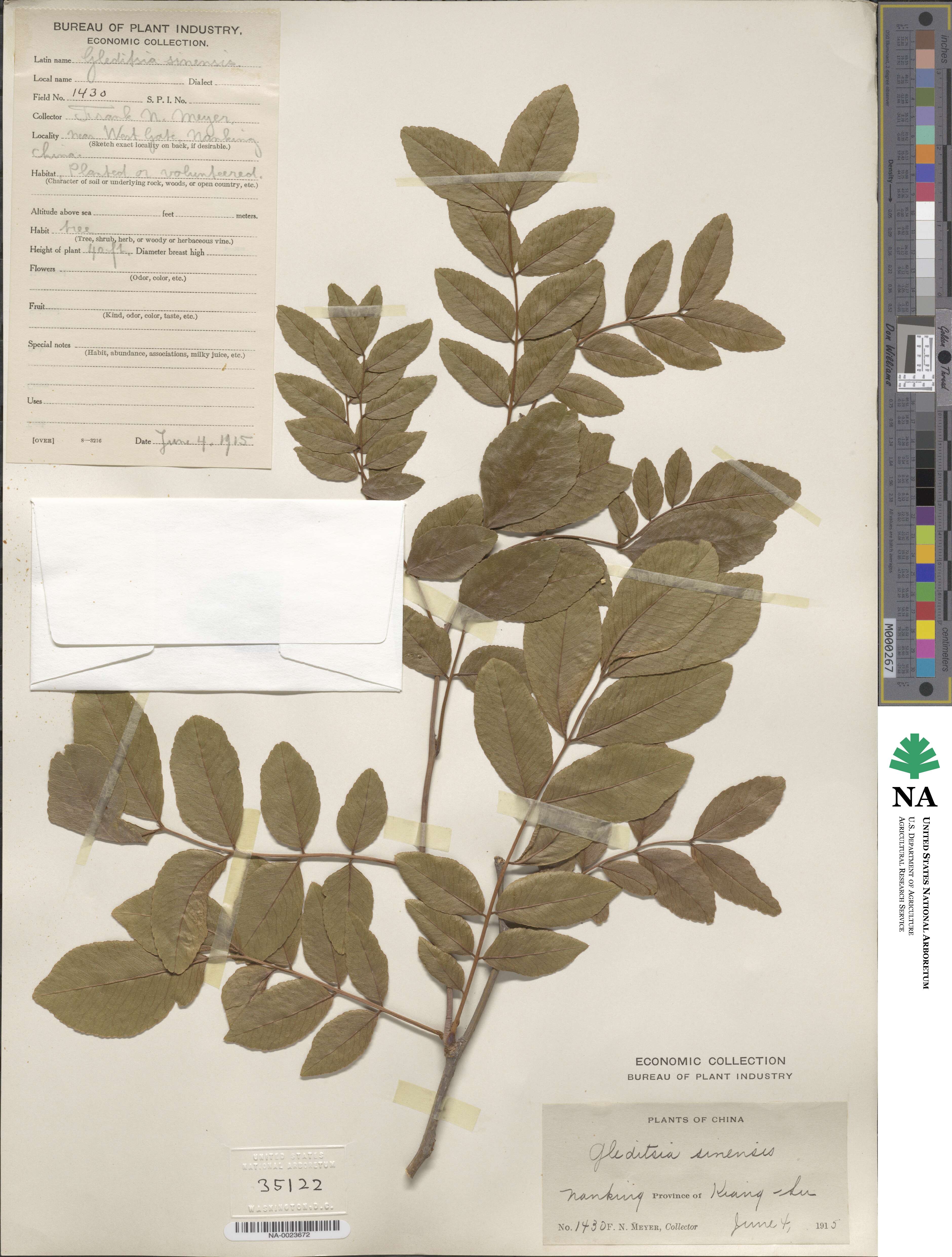 Gleditsia sinensis image