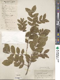 Gleditsia sinensis image