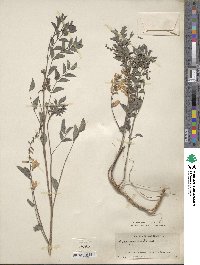 Indigofera kirilowii image