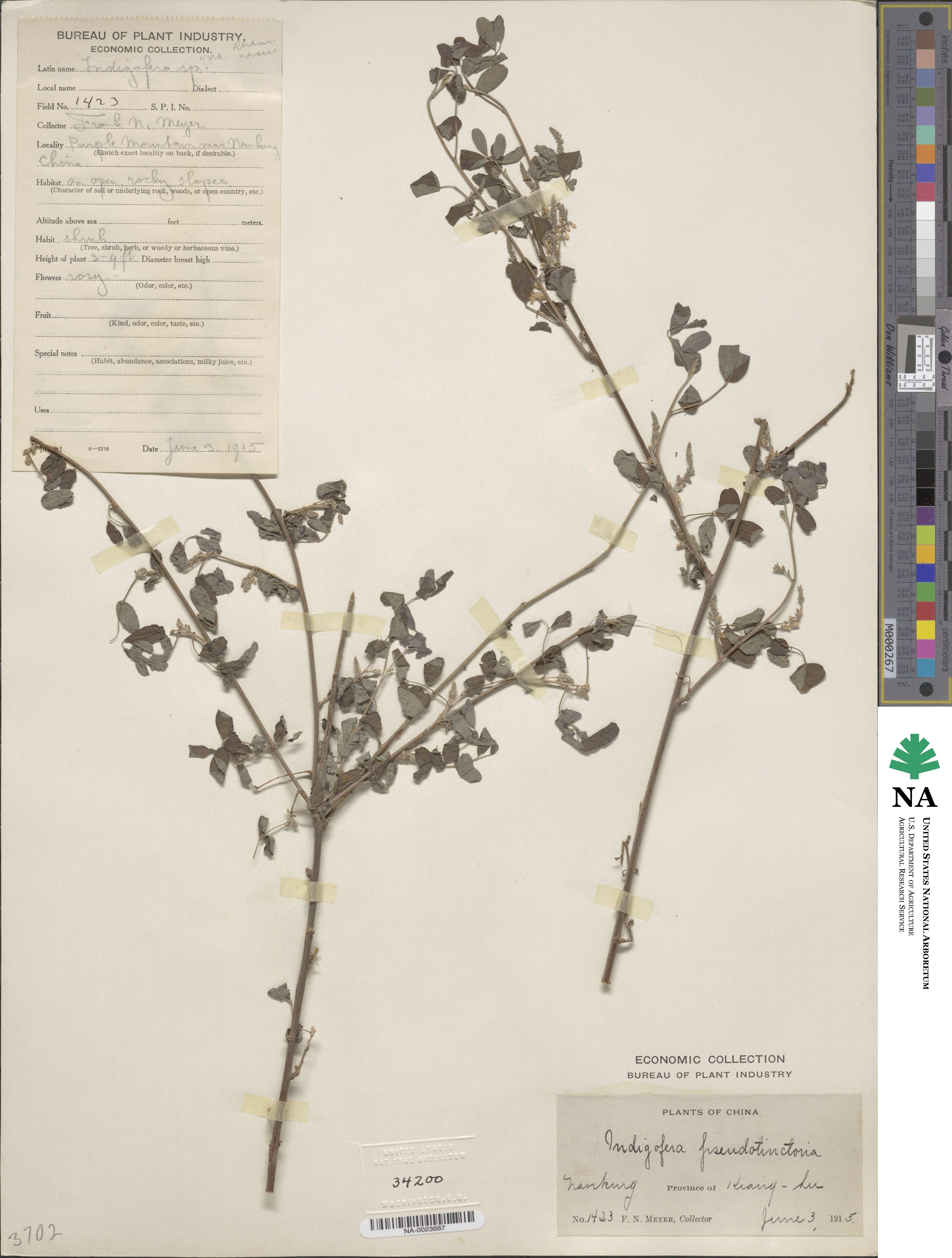 Indigofera bungeana image