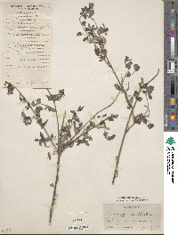 Indigofera bungeana image