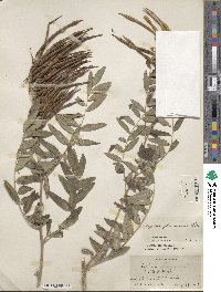 Sophora flavescens image