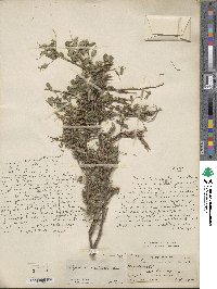 Sophora davidii image