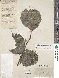 Celtis koraiensis image