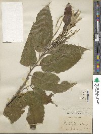 Castanea mollissima image