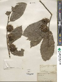 Castanea mollissima image