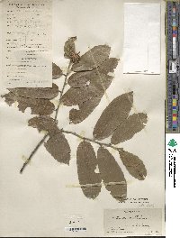 Castanea mollissima image