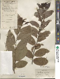 Castanea seguinii image