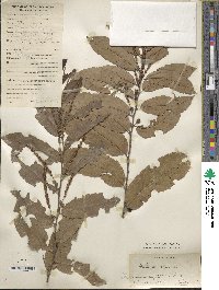 Castanea seguinii image