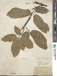 Castanea mollissima image