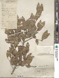 Quercus baronii image