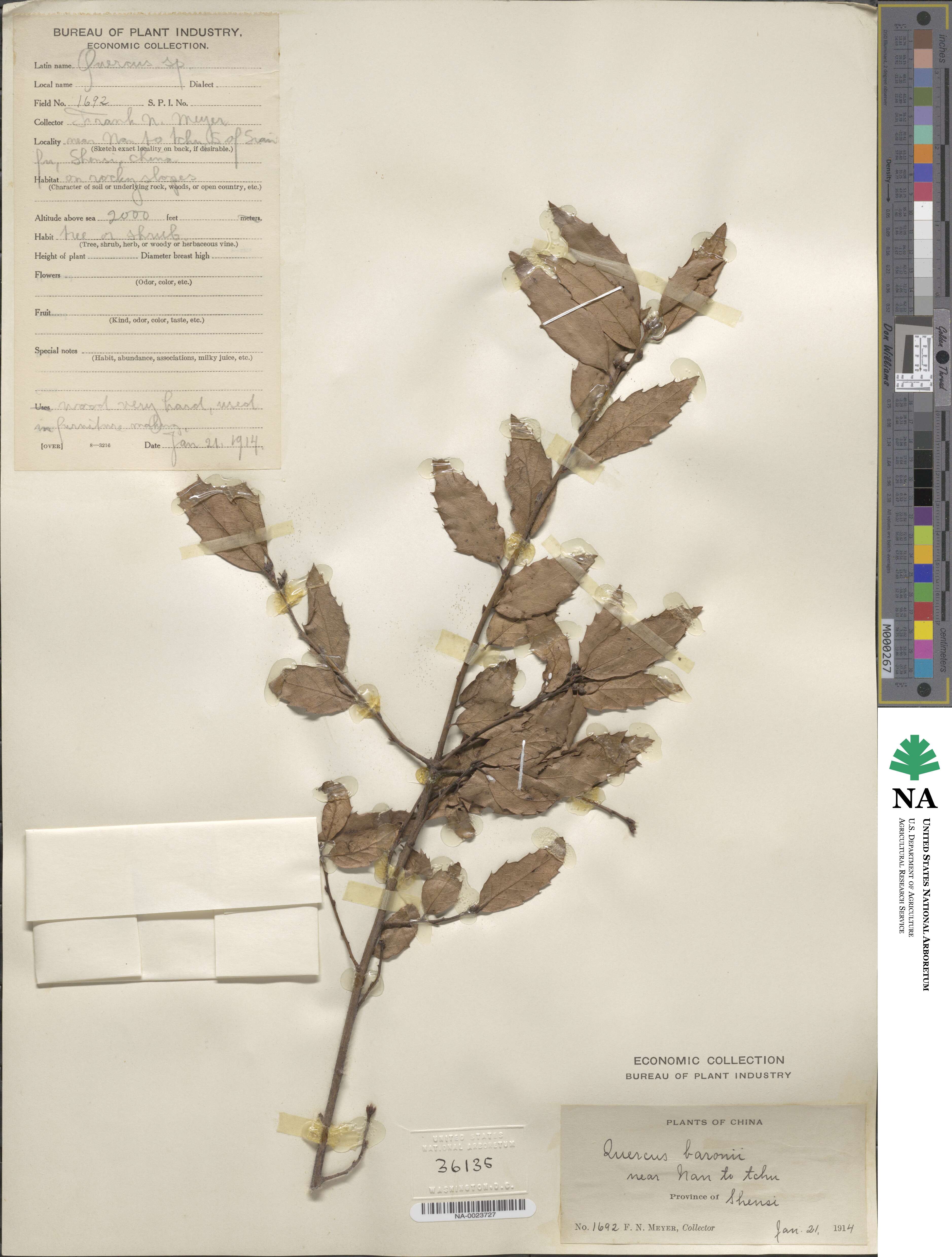 Quercus baronii image
