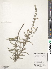 Image of Salvia azurea