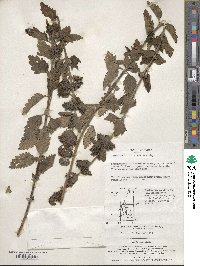 Caryopteris incana image