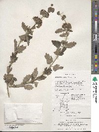 Caryopteris incana image