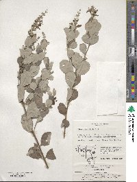 Vitex rotundifolia image