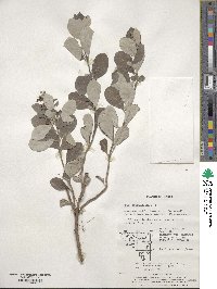 Vitex rotundifolia image