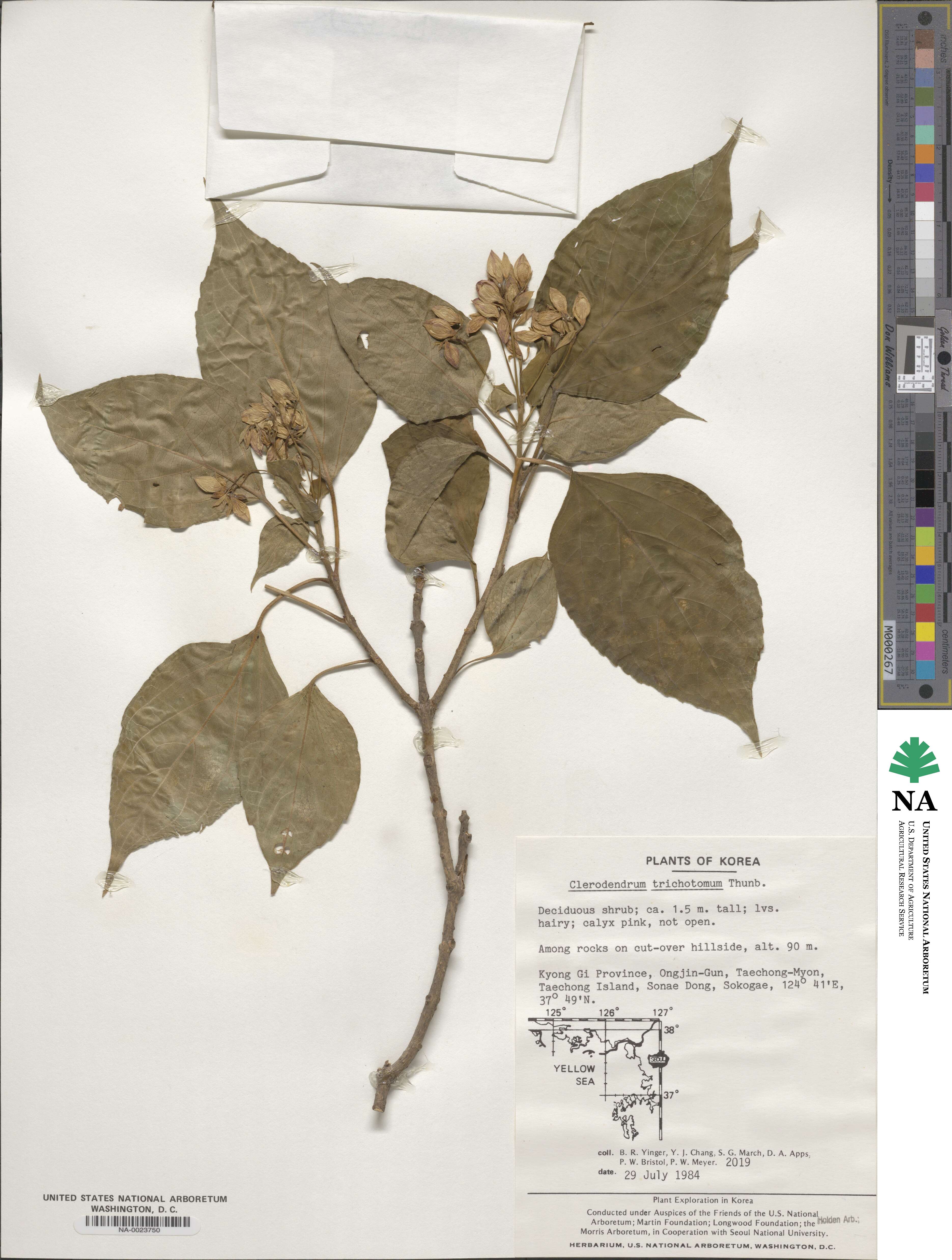 Clerodendrum trichotomum image