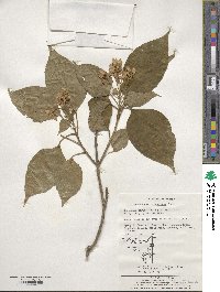 Clerodendrum trichotomum image