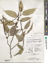 Ficus sarmentosa image