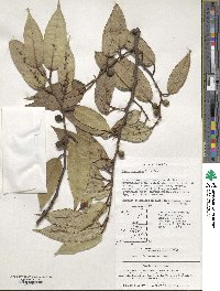 Ficus sarmentosa image