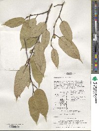 Ficus sarmentosa var. nipponica image