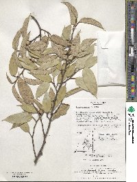 Ficus sarmentosa image