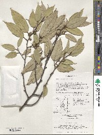 Ficus sarmentosa image