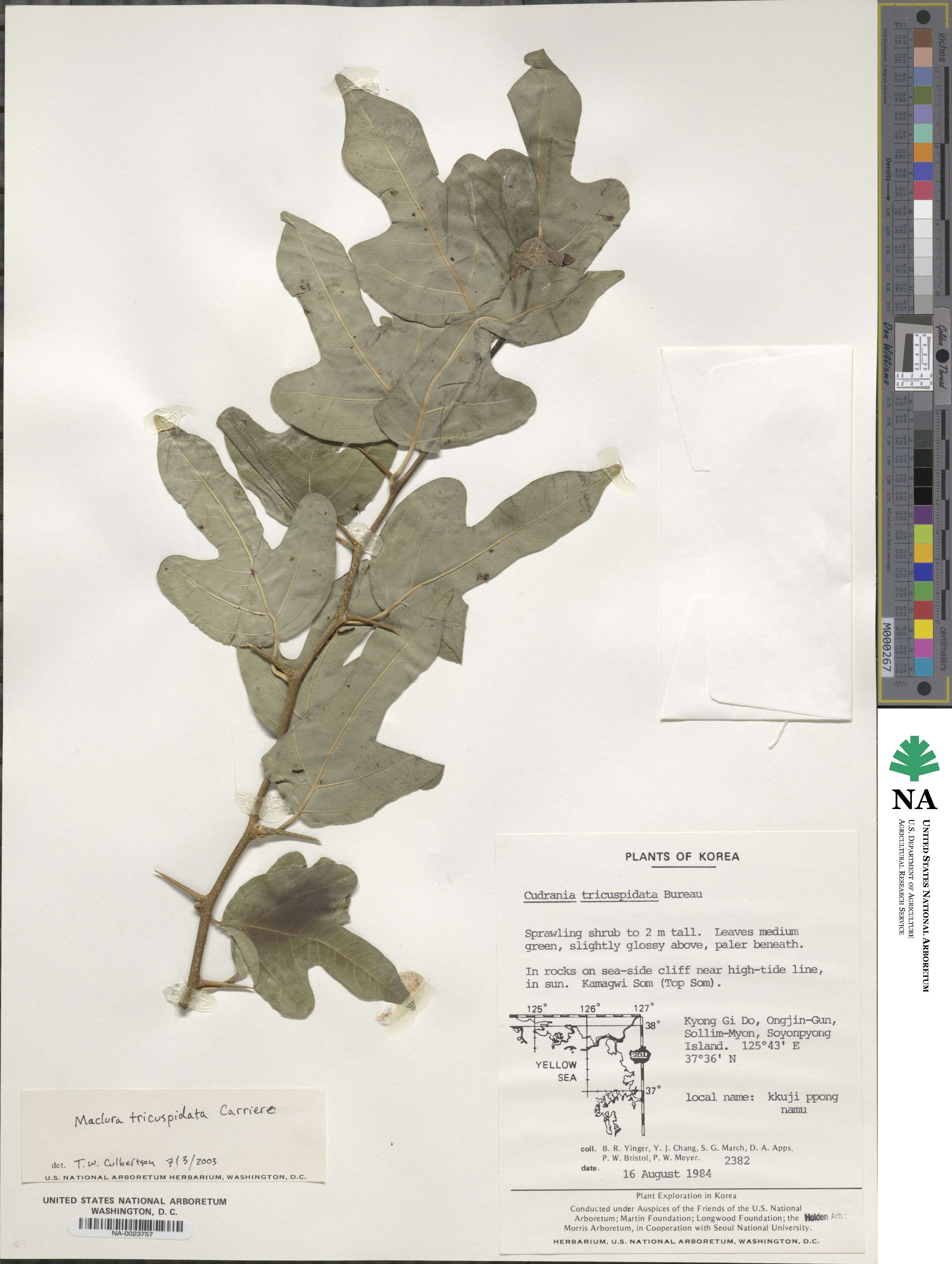Cudrania tricuspidata image