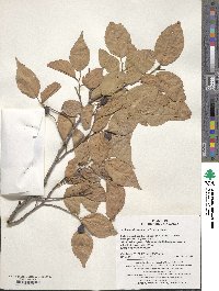 Aphananthe aspera image