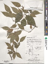 Aphananthe aspera image