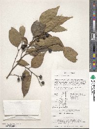 Aphananthe aspera image