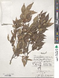 Zelkova serrata image