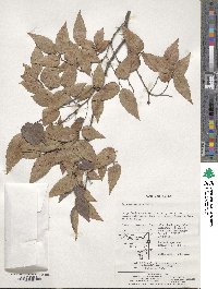 Zelkova serrata image