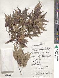 Zelkova serrata image